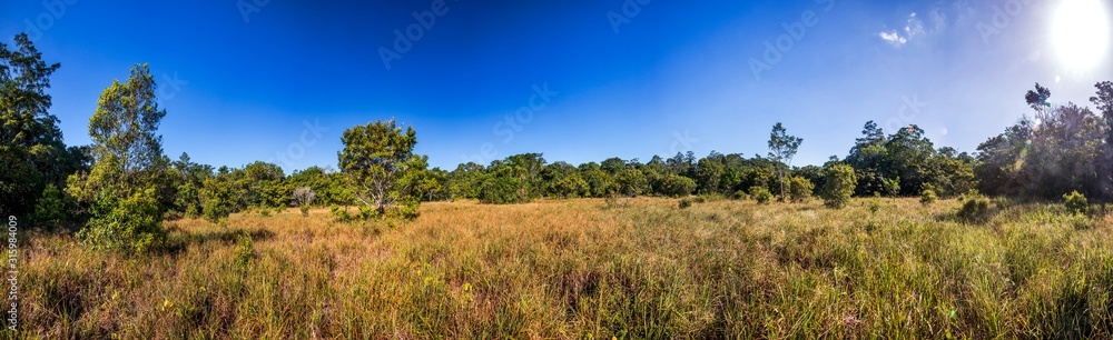 Forest photographed in Linhares, Espirito Santo. Southeast of Brazil. Atlantic Forest Biome. Picture made in 2015.