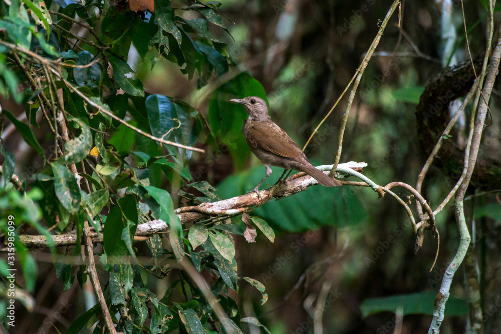 Bird photographed in Linhares, Espirito Santo. Southeast of Brazil. Atlantic Forest Biome. Picture made in 2015. Bird photographed in Linhares, Espirito Santo. Southeast of Brazil. Atlantic Forest Biome. Picture made in 2015.