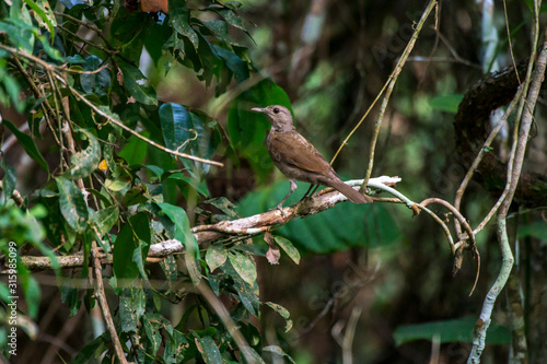 Bird photographed in Linhares, Espirito Santo. Southeast of Brazil. Atlantic Forest Biome. Picture made in 2015.