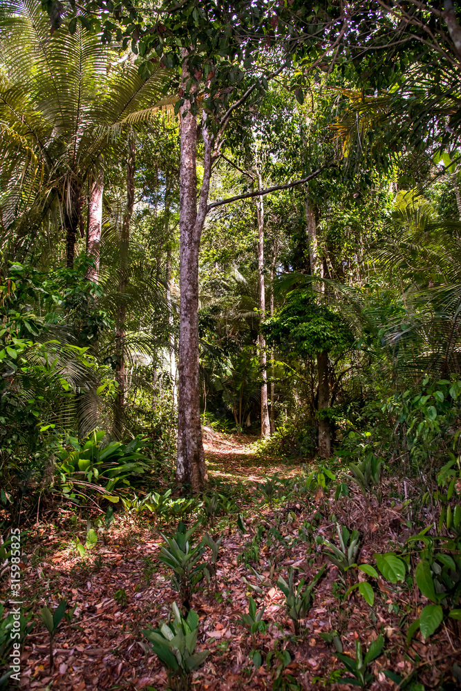 Fototapeta premium Forest photographed in Linhares, Espirito Santo. Southeast of Brazil. Atlantic Forest Biome. Picture made in 2015.