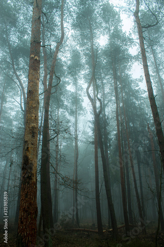 Foggy pine misty forest