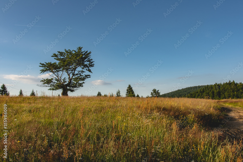 Forest Pine Trees Landscape and Green Meadow with Blue Cloudy Sky Forest Pine Trees Landscape and Green Meadow with Blue Cloudy Sky