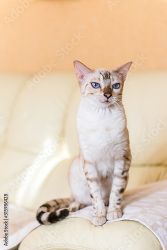 white Bengal cat sitting on the sofa in the house.