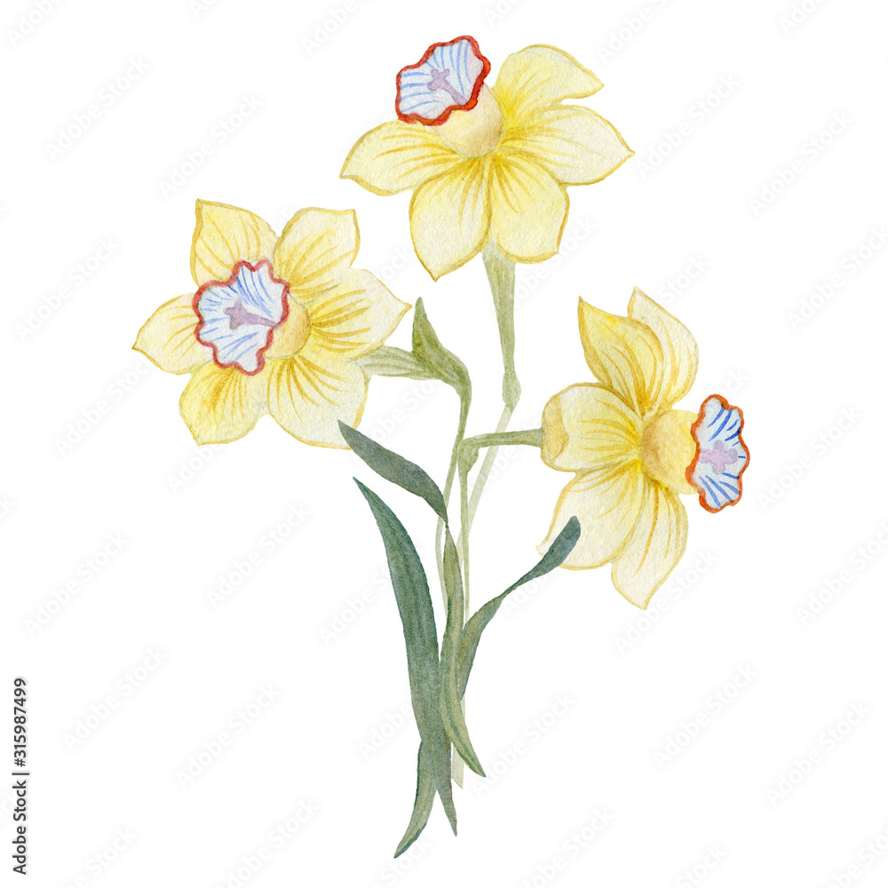 Bouquet of daffodils. Watercolor illustration for greetings, invitations.