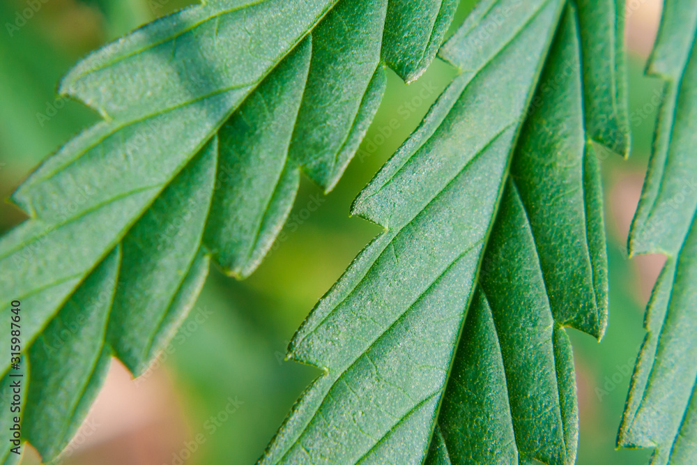 Green cannabis leaf, hemp macro close up. An up-close view of young indoor flowering legal medical marijuana cannabis bud Green cannabis leaf, hemp macro close up. An up-close view of young indoor flowering legal medical marijuana cannabis bud