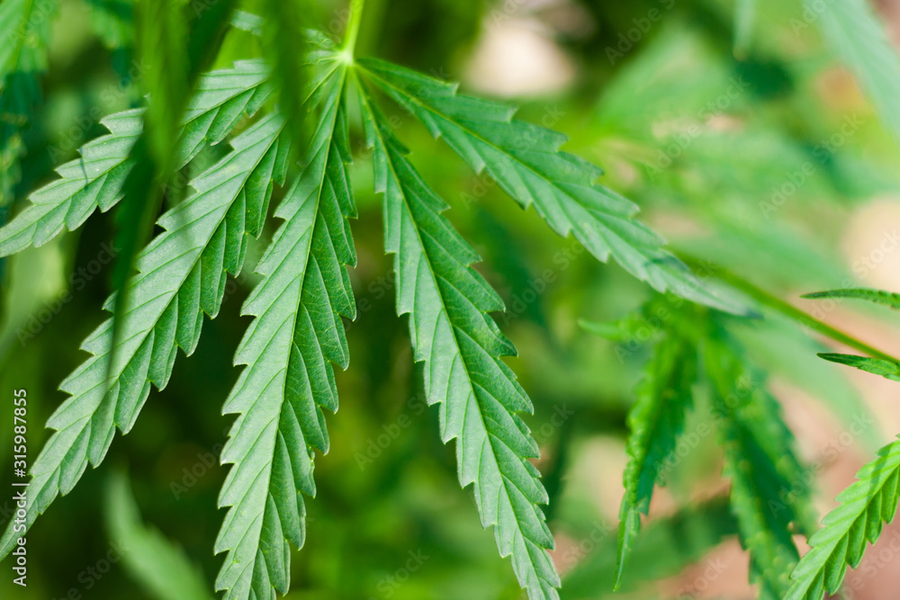 Beautiful background of green cannabis leaf, hemp macro, marijuana close up. The place for copy space. Detail of marijuana. Cannabis for the production of CBD oil Beautiful background of green cannabis leaf, hemp macro, marijuana close up. The place for copy space. Detail of marijuana. Cannabis for the production of CBD oil