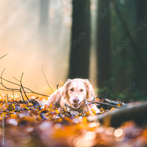 Obraz na płótnie dog in the forrest