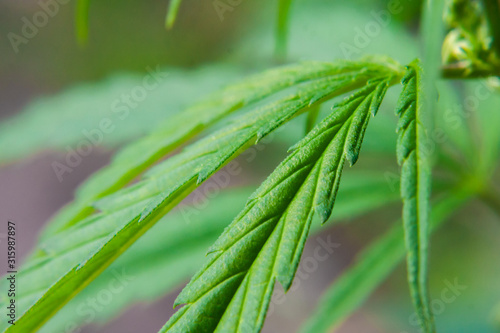 Beautiful background of green cannabis leaf, hemp macro, marijuana close up. The place for copy space. Detail of marijuana. Cannabis for the production of CBD oil
