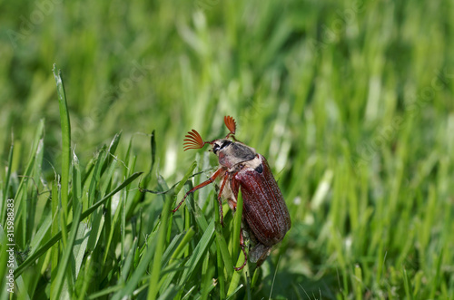 maikäfer in der grünen wiese photo