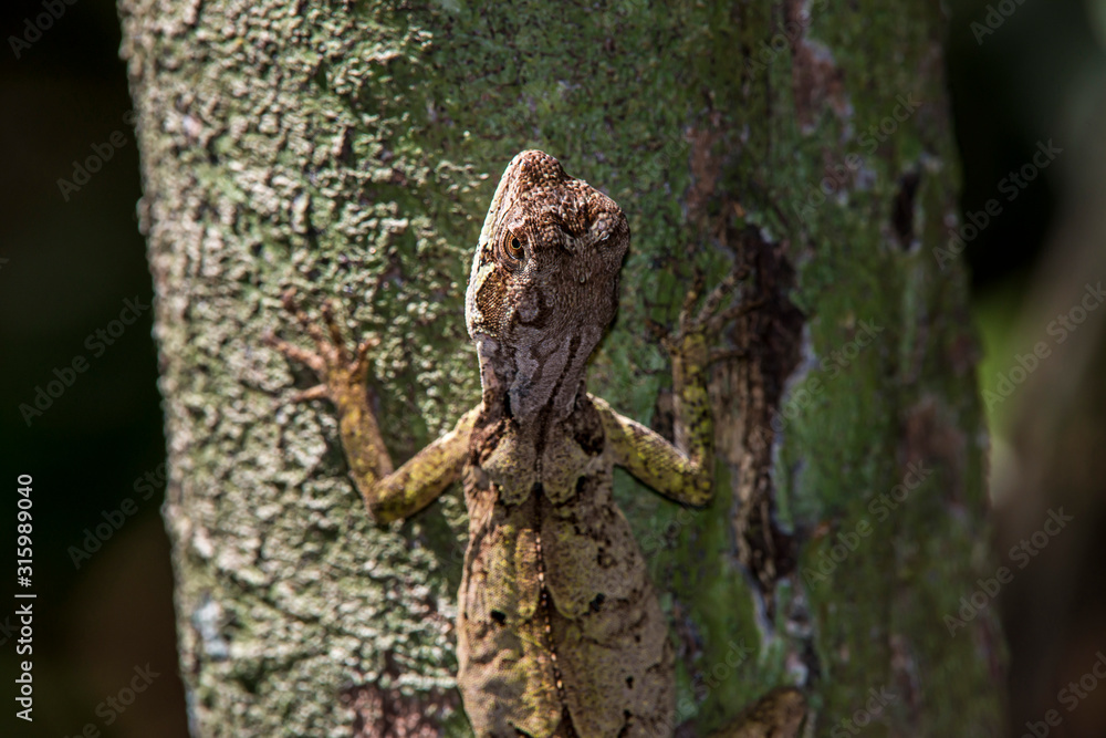 Obraz premium Brazilian Fathead Anole photographed in Linhares, Espirito Santo. Southeast of Brazil. Atlantic Forest Biome. Picture made in 2015.