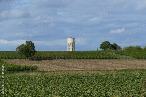 Alter Wasserturm mit Weinbergen in Duttweiler / Pfalz