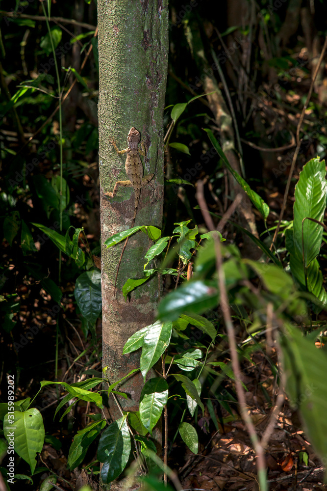 Fototapeta premium Brazilian Fathead Anole photographed in Linhares, Espirito Santo. Southeast of Brazil. Atlantic Forest Biome. Picture made in 2015.