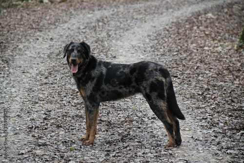 Berger de Beauce Arlequin