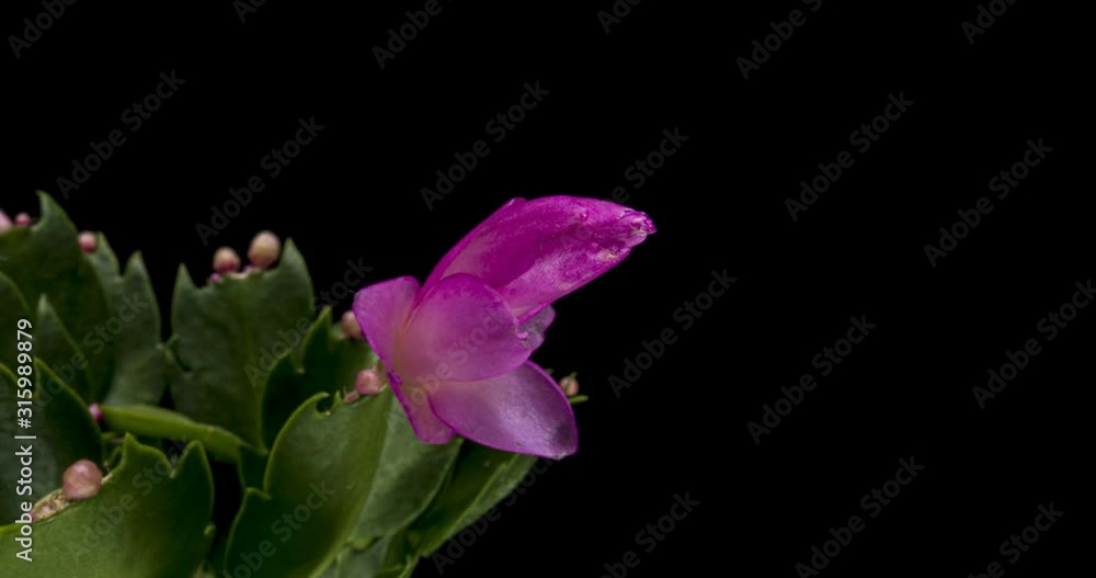Time-lapse of growing and blooming pink Christmas cactus (Schlumbergera) isolated on black background 4K Time-lapse of growing and blooming pink Christmas cactus (Schlumbergera) isolated on black background 4K