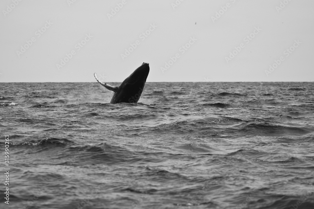 Naklejka premium Nature, landscapes, and people