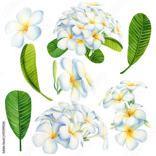 set of tropical plumeria flowers and green leaves on an isolated white background, watercolor illustration, hand drawing, botanical painting, flora design