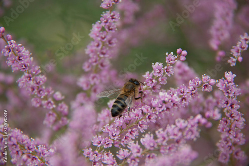 Una abeja poliniza una flor en el jardin botánico de Barcelona © Nilson Morais