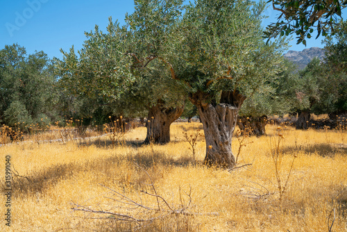 Olive grove with ancient trees