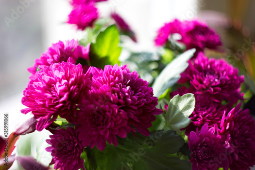 Maroon chrysanthemum on a window in the sun.