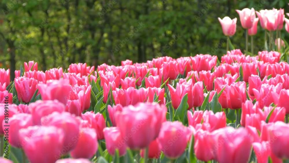 Beautiful mix of bright pink and white tulips in the park Beautiful mix of bright pink and white tulips in the park