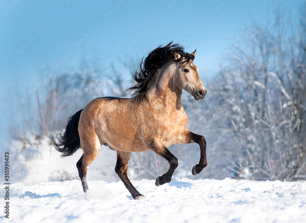 Bucksin lusitano horse runs free in winter field