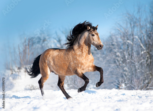 Bucksin lusitano horse runs free in winter field © Olga Itina