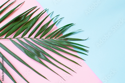 large green palm leaf close-up on a pastel pink-blue background with free space for writing, advertising tropical background