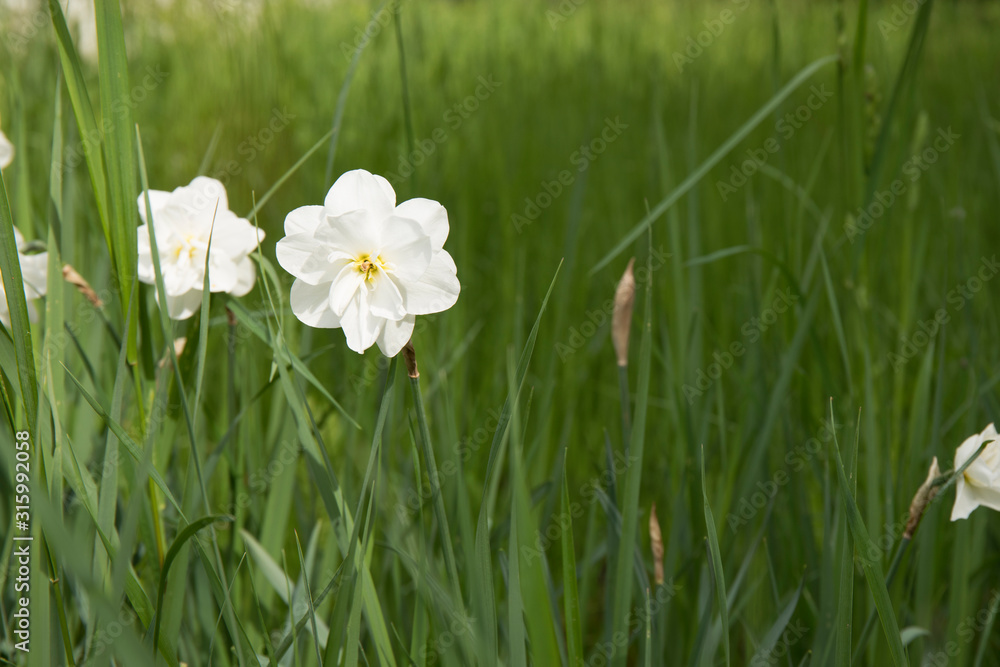 Narcissus flower. Narcissus daffodil flowers and green leaves background. Narcissus flower. Narcissus daffodil flowers and green leaves background.