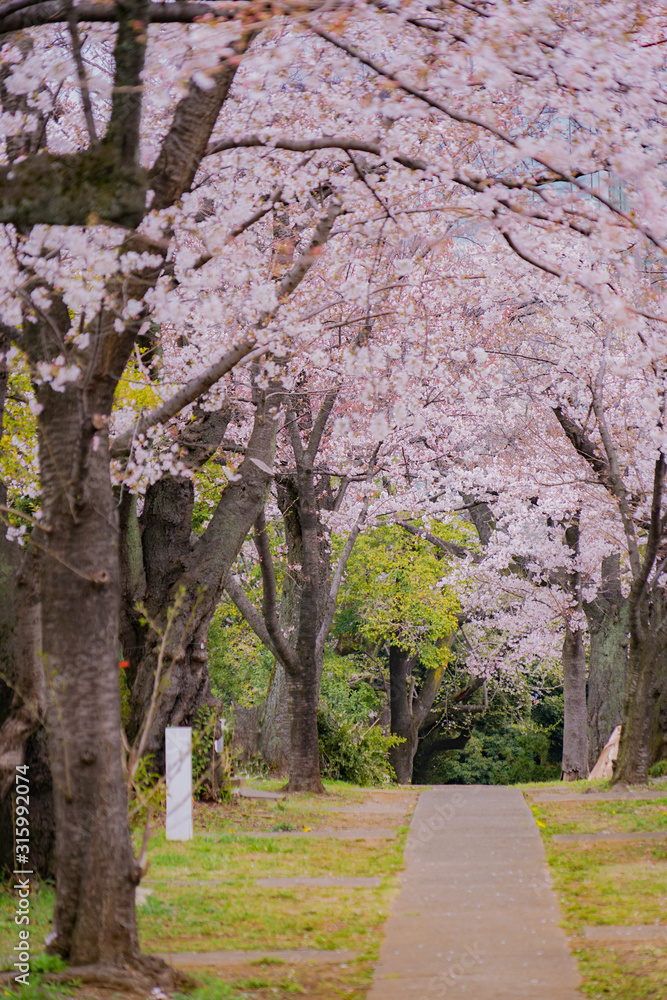 青山霊園の満開の桜