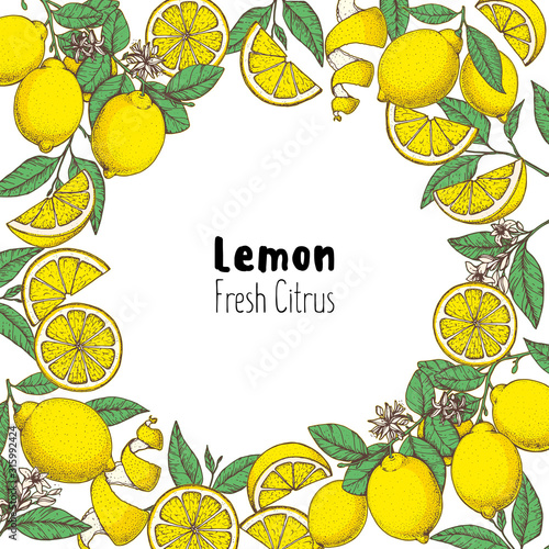Lemon hand drawn package design. Lemon tree frame template. Vector illustration. Lemon sketch for menu design, brochure illustration. Colorful design. Citrus pattern illustration.
