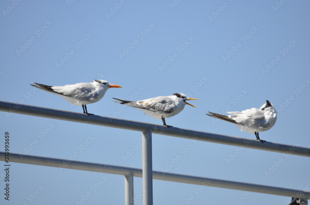 Bird Bird
