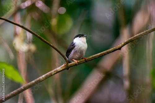 White bearded Manakin photographed in Linhares, Espirito Santo. Southeast of Brazil. Atlantic Forest Biome. Picture made in 2015.