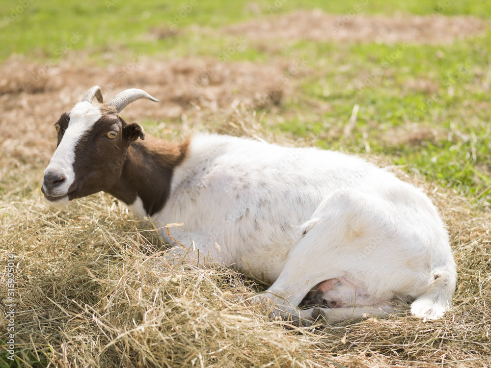 Fototapeta premium Goat