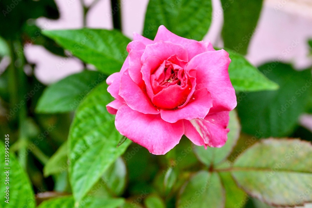 capturing the beauty of pink roses in the yard