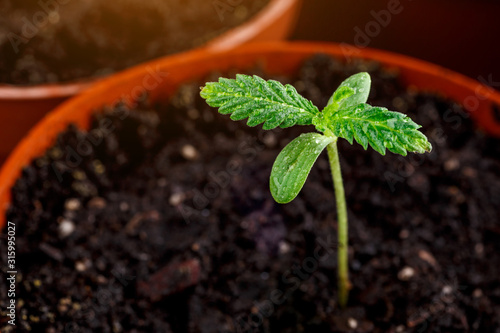 A small plant of cannabis seedlings at the stage of vegetation planted in the ground in the sun, eceptions of cultivation in an indoor marijuana for medical purposes, marijuana flower from seed