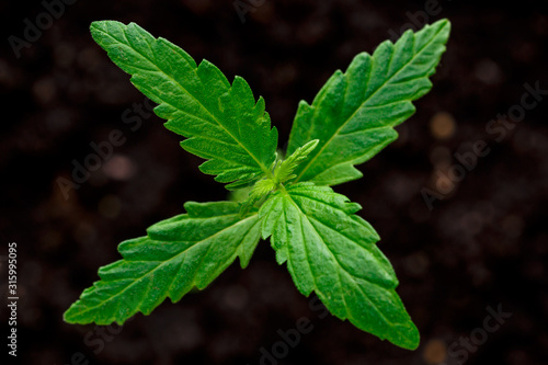 A small plant of cannabis seedlings at the stage of vegetation planted in the ground in the sun, eceptions of cultivation in an indoor marijuana for medical purposes, marijuana flower from seed