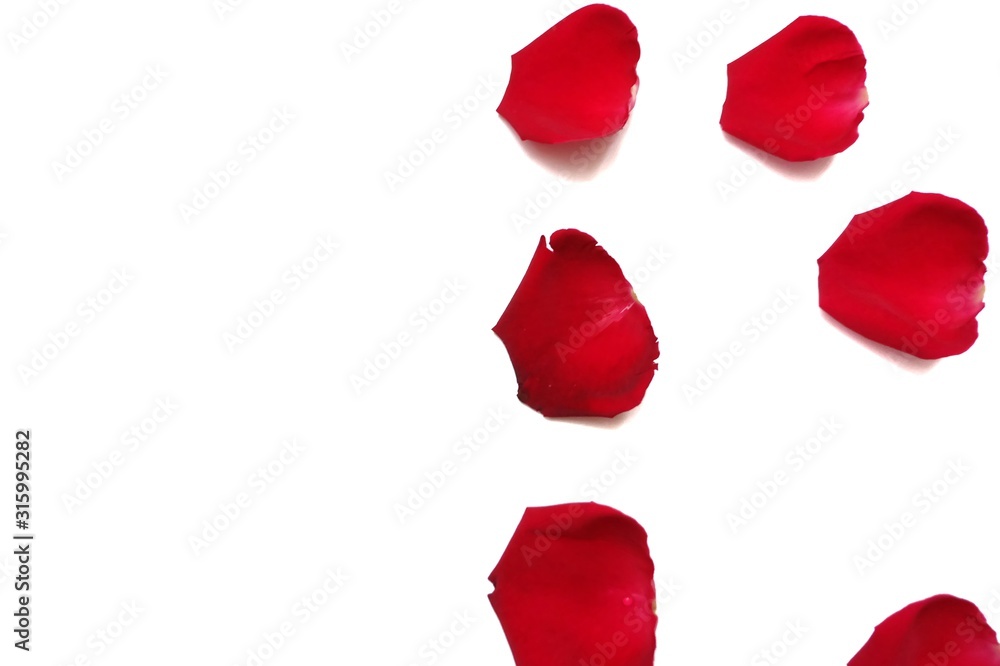 In selective focus of sweet red rose corollas on white isolated background and colorful flora details In selective focus of sweet red rose corollas on white isolated background and colorful flora details