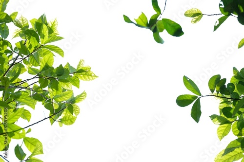 Tropical plant leaves with branches and sunlight on white isolated background for green foliage backdrop 