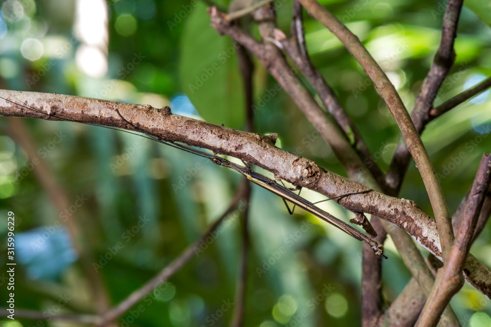 Stick insect photographed in Linhares, Espirito Santo. Southeast of Brazil. Atlantic Forest Biome. Picture made in 2015.