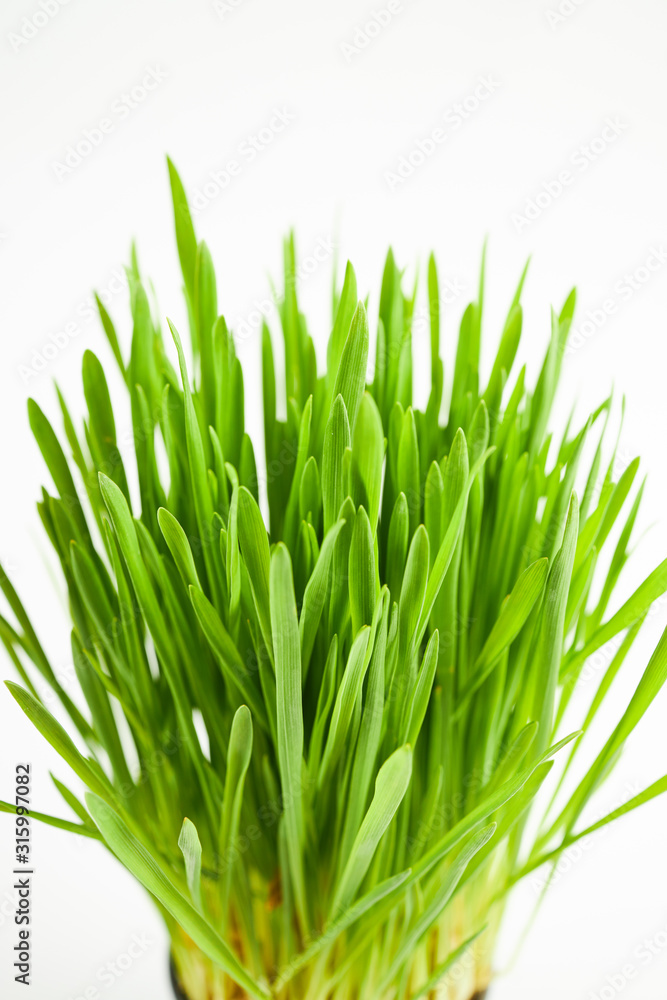green grass isolated on a white background. vertical orientation. green grass isolated on a white background. vertical orientation.