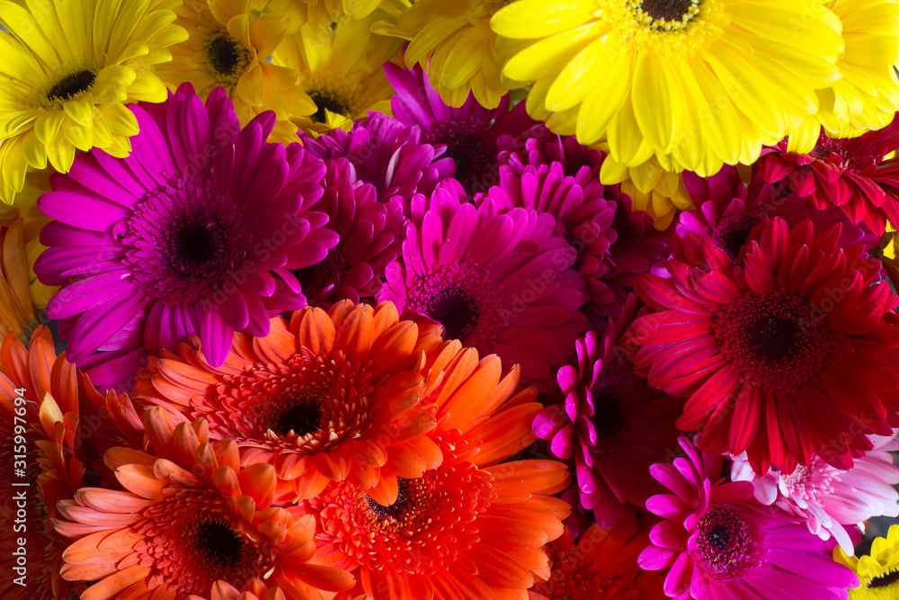 Abstract background of colorful flowers close-up Abstract background of colorful flowers close-up