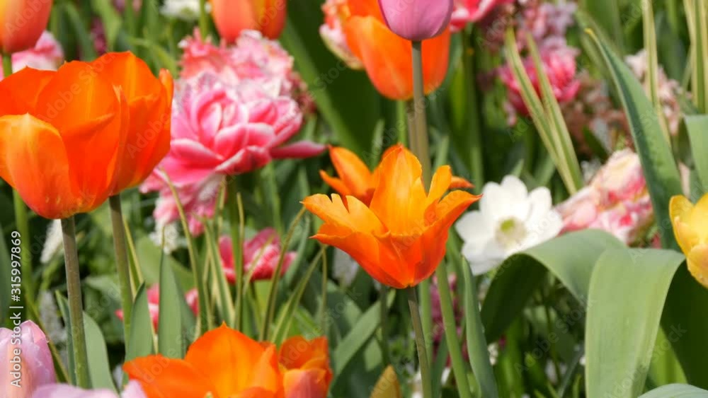 Beautiful mix of bright multicolored tulips in the world famous royal park Keukenhof. Tulip field close up view Netherlands, Holland Beautiful mix of bright multicolored tulips in the world famous royal park Keukenhof. Tulip field close up view Netherlands, Holland