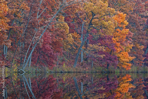 Autumn landscape of Eagle Lake with mirrored reflections in calm water, Fort Custer State Park, Michigan, USA