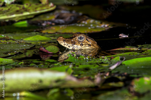 Caiman photographed in Linhares  Espirito Santo. Southeast of Brazil. Atlantic Forest Biome. Picture made in 2015.