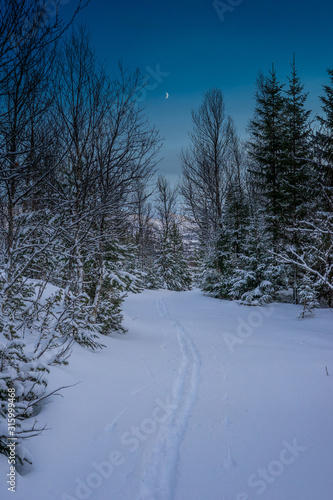 Skitracks in the winter forest of Norway photo