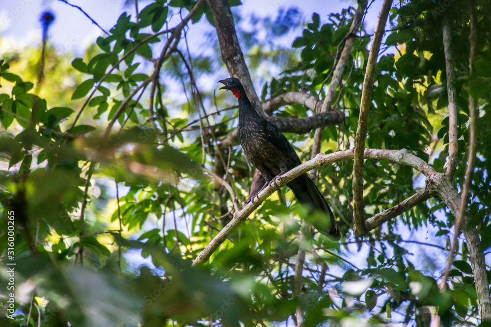 Fototapeta premium Bird photographed in Linhares, Espirito Santo. Southeast of Brazil. Atlantic Forest Biome. Picture made in 2015.