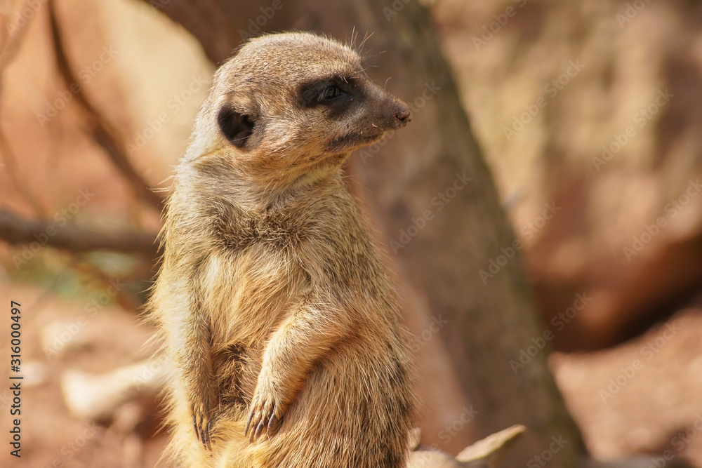 Fototapeta premium A cute meerkat on the lookout