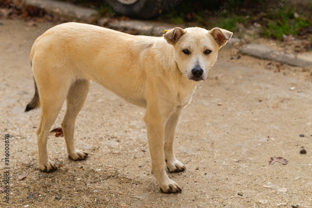 White bitch, carefully studying potential breadwinners. The hungry life of a stray dog. Contact of the animal world with the human world. White bitch, carefully studying potential breadwinners. The hungry life of a stray dog. Contact of the animal world with the human world.
