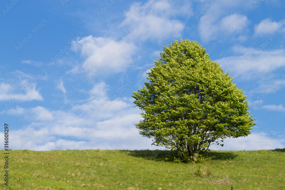 Isolated green tree on blue sky, spring background Isolated green tree on blue sky, spring background