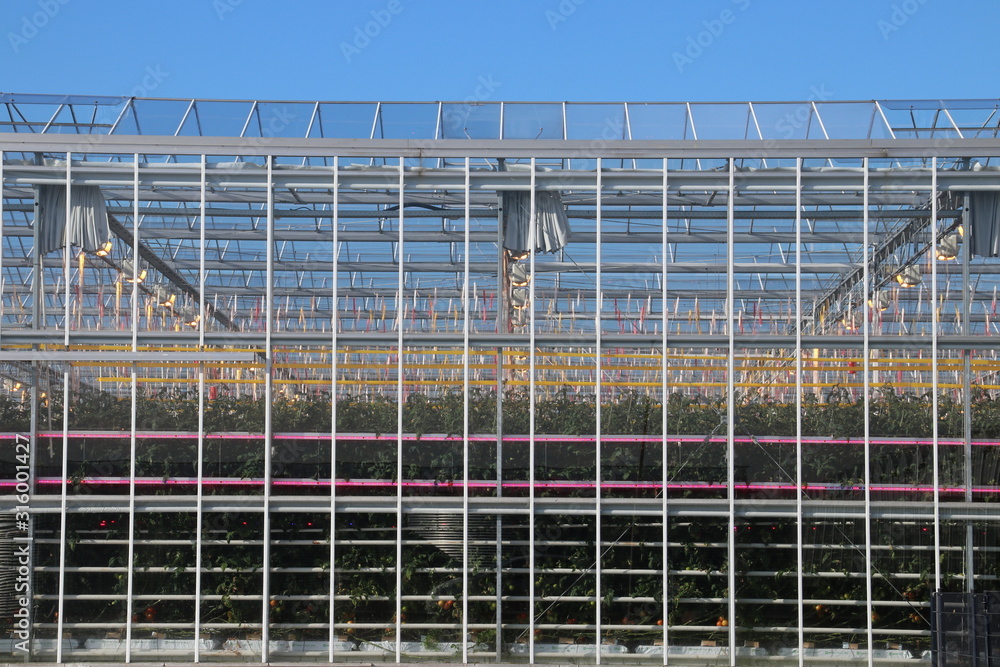 Greenhouse in Moerkapelle with plants full of tomato fruit in the Netherlands Greenhouse in Moerkapelle with plants full of tomato fruit in the Netherlands